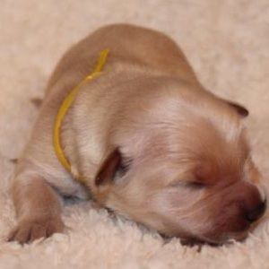 Meet your Posher, Allison